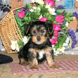 Pepsi, Yorkie Puppy