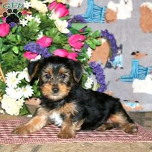 Pepsi, Yorkie Puppy