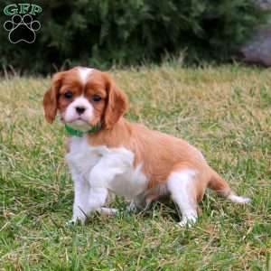Pepsi, Cavalier King Charles Spaniel Puppy