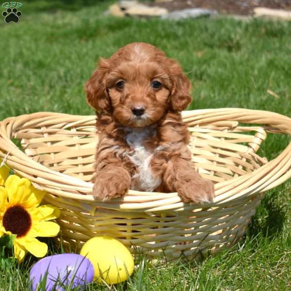 Petals, Cavapoo Puppy
