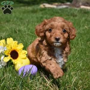 Petals, Cavapoo Puppy
