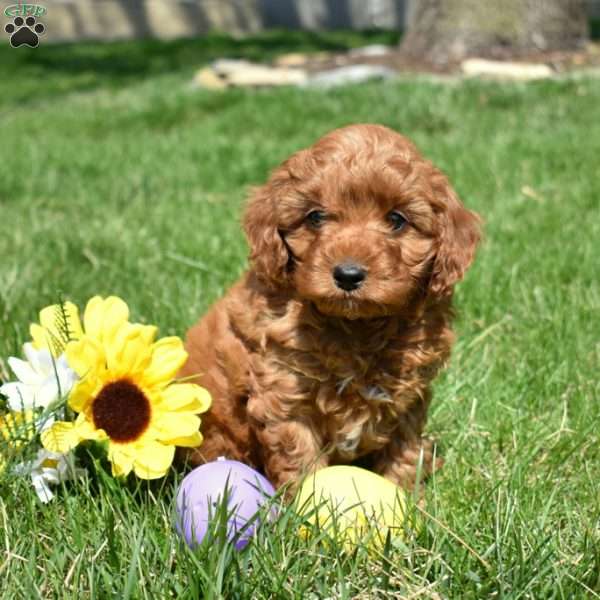 Peter, Cavapoo Puppy