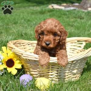 Peter, Cavapoo Puppy