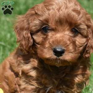 Peter, Cavapoo Puppy