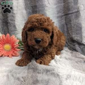 Petey, Miniature Poodle Puppy