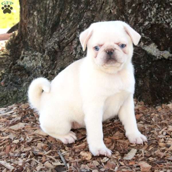 Petunia, Pug Puppy