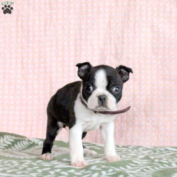Petunia, Boston Terrier Puppy