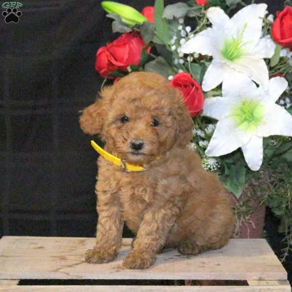 Petunia – F1B, Mini Goldendoodle Puppy
