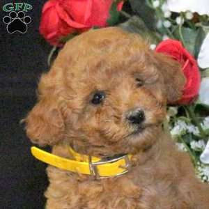 Petunia – F1B, Mini Goldendoodle Puppy