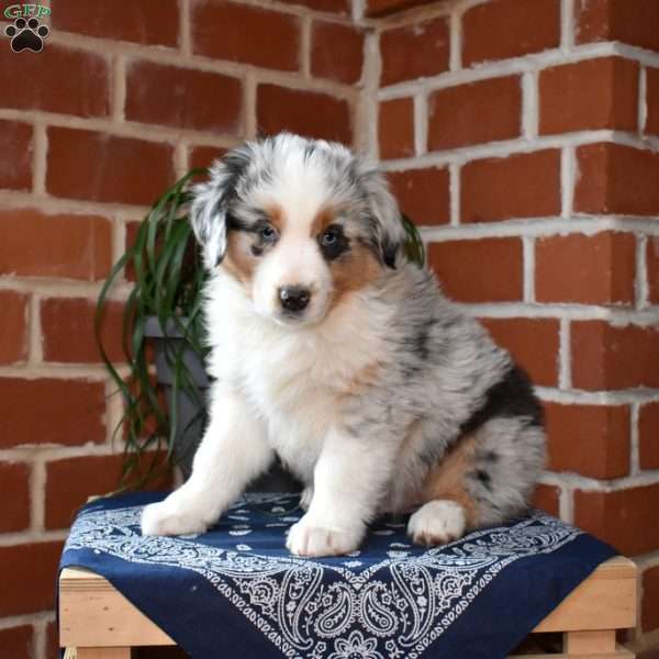 Phantom, Australian Shepherd Puppy