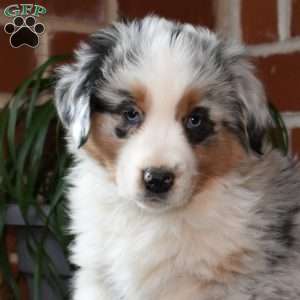 Phantom, Australian Shepherd Puppy