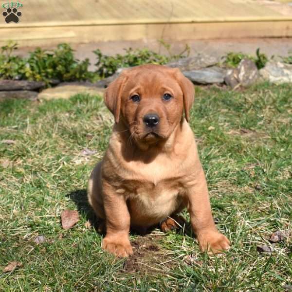 Phoenix, Fox Red Labrador Retriever Puppy