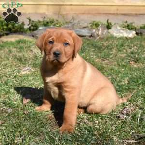 Phoenix, Fox Red Labrador Retriever Puppy