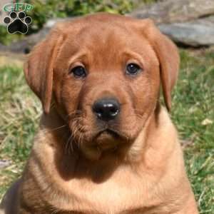 Phoenix, Fox Red Labrador Retriever Puppy