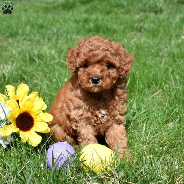 Pickles, Cavapoo Puppy