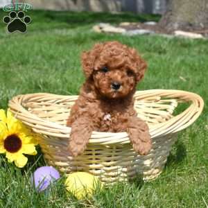 Pickles, Cavapoo Puppy