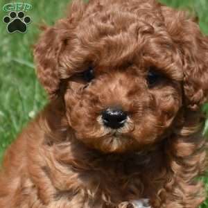 Pickles, Cavapoo Puppy