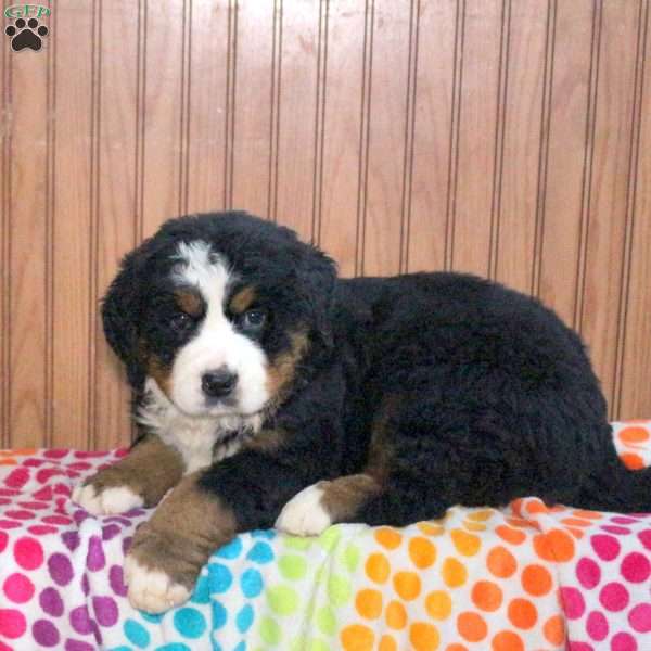 Pierre, Bernese Mountain Dog Puppy