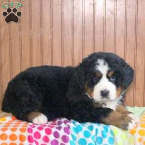 Pierre, Bernese Mountain Dog Puppy