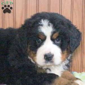 Pierre, Bernese Mountain Dog Puppy