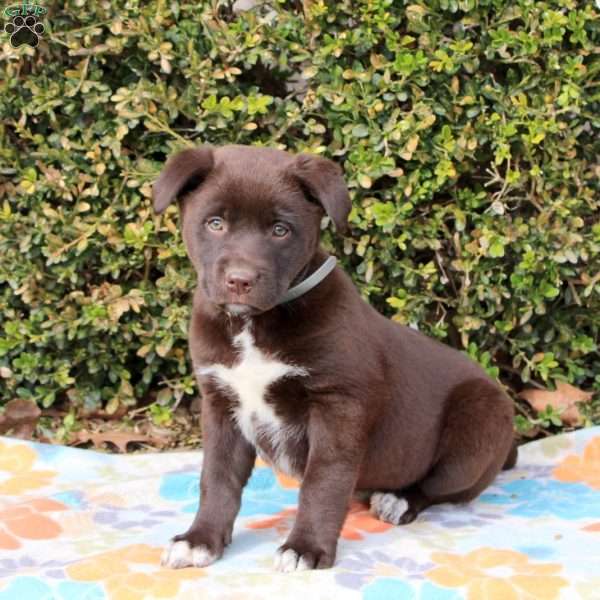 Pineapple, Labrador Mix Puppy