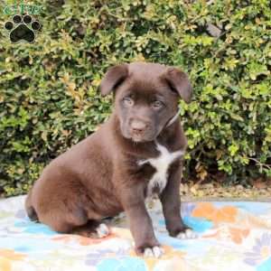 Pineapple, Labrador Mix Puppy