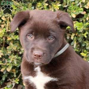 Pineapple, Labrador Mix Puppy
