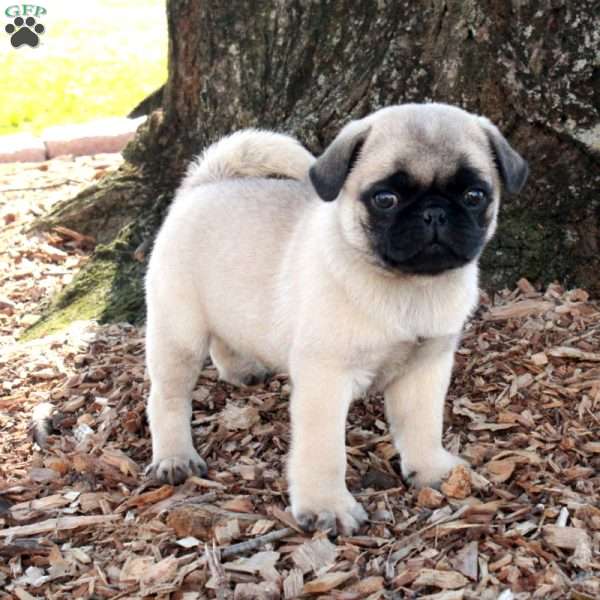 Pip, Pug Puppy