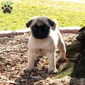 Pip, Pug Puppy