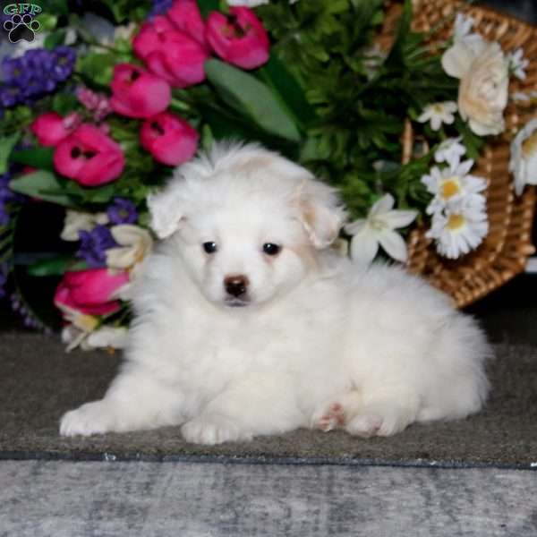 Piper, Pomeranian Mix Puppy