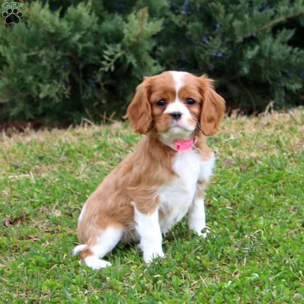 Piper, Cavalier King Charles Spaniel Puppy