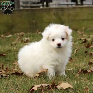 Piper, Pomeranian Mix Puppy