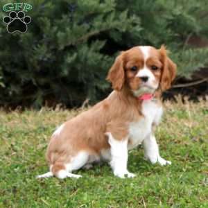 Piper, Cavalier King Charles Spaniel Puppy