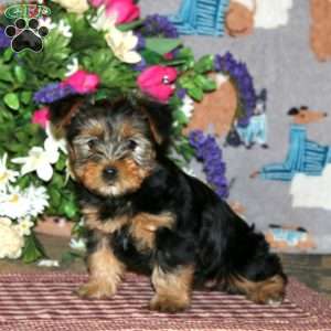 Piper, Yorkie Puppy