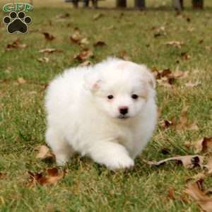 Piper, Pomeranian Mix Puppy