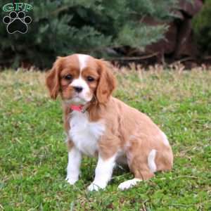 Piper, Cavalier King Charles Spaniel Puppy