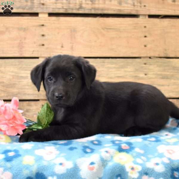 Popcorn, Golden Labrador Puppy