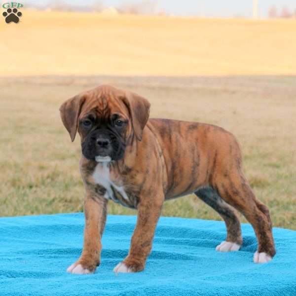 Poppy, Boxer Puppy