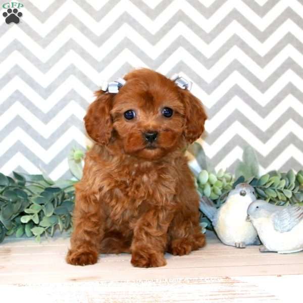 Poppy, Cavapoo Puppy