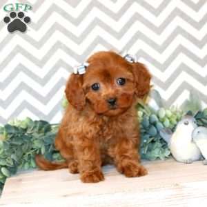 Poppy, Cavapoo Puppy