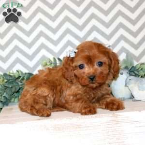 Poppy, Cavapoo Puppy