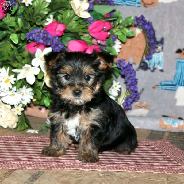 Poppy, Yorkie Puppy