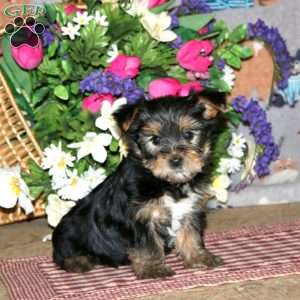 Poppy, Yorkie Puppy