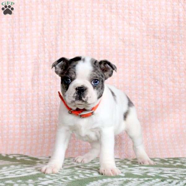 Porter, Boston Terrier Puppy