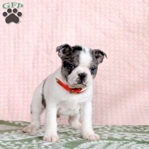 Porter, Boston Terrier Puppy