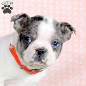 Porter, Boston Terrier Puppy