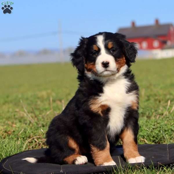 Power Ade, Bernese Mountain Dog Puppy