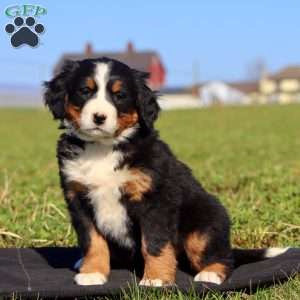 Power Ade, Bernese Mountain Dog Puppy