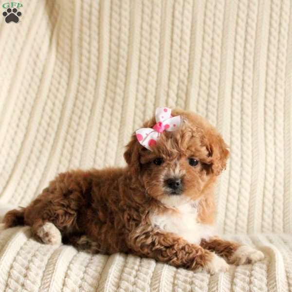 Precious, Miniature Poodle Mix Puppy