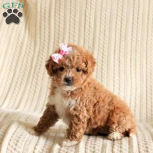 Precious, Miniature Poodle Mix Puppy